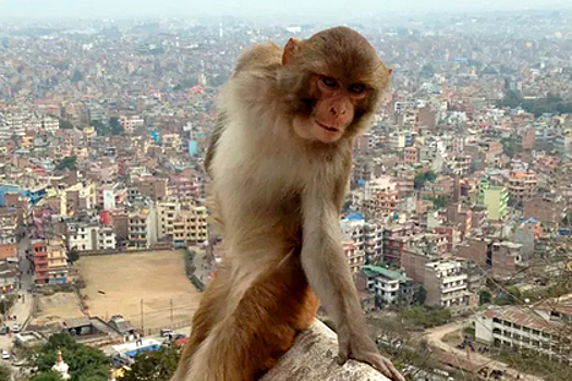 Позирующую обезьянку признали типичной Instagram-блогершей