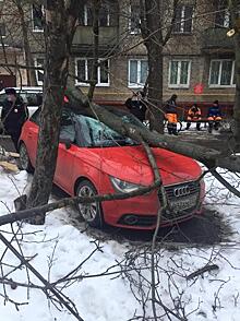 Дерево преткновения: почему московские коммунальщики боятся вырубать прогнивший и падающий на головы сухостой во дворах?