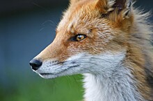 Экоцентр "Битцевский лес" рассказал интересные факты о лисах