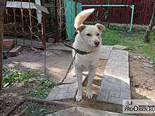 Вячеслав Объедков: администрация Оренбурга 18 раз объявляла аукционы на отлов собак