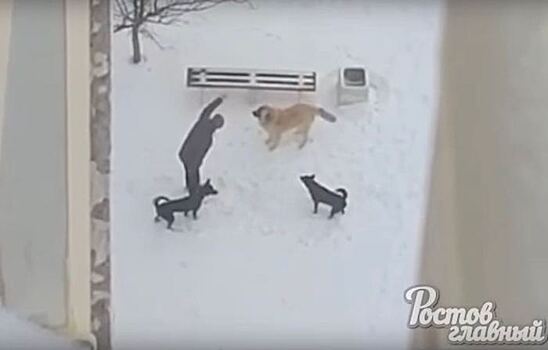 Жителей микрорайона Суворовского терроризируют агрессивные бездомные собаки