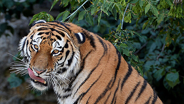 В китайском цирке тигр откусил у зрителя два пальца