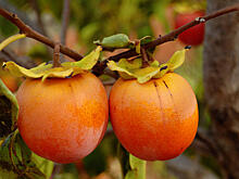 Хурма: сорта, выращивание и уход