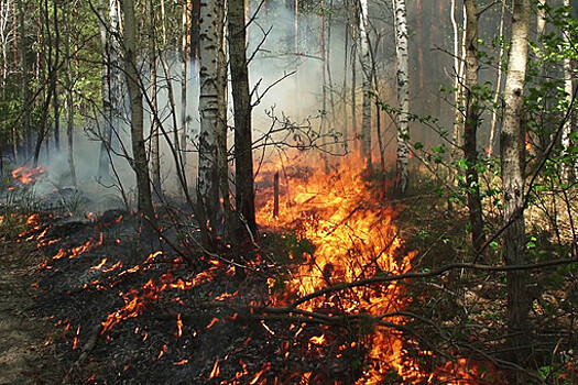 Площадь лесных пожаров в Красноярском крае за ночь сократилась в 11 раз