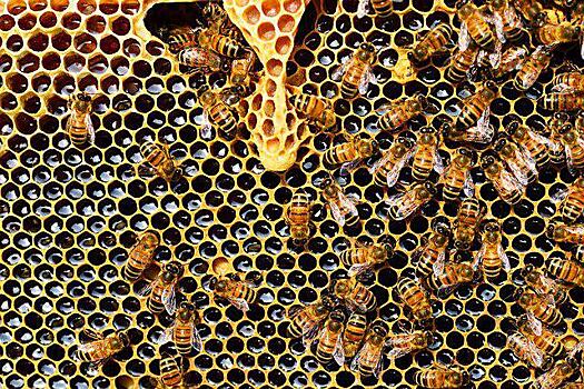 Первый в Москве интерактивный музей пчеловодства откроется на северо-востоке столицы