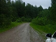 В Белгородской области будут восстанавливать поврежденные лесополосы