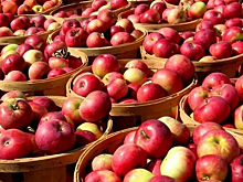 В Ставропольском крае собрали более 48 тысяч тонн яблок