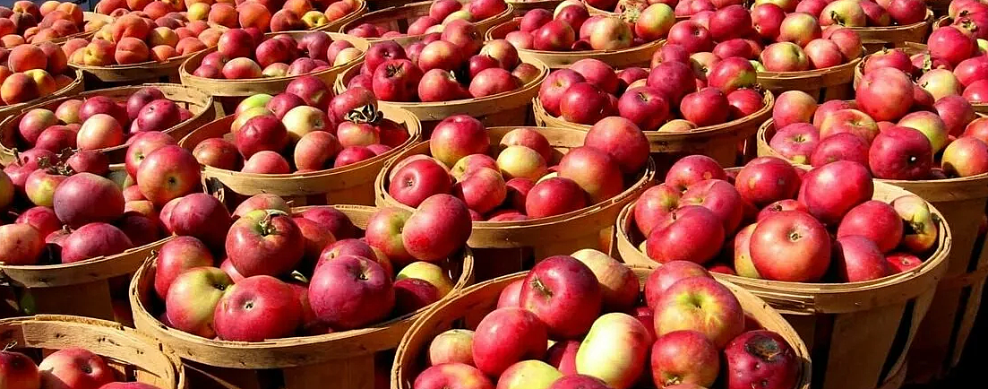 В Ставропольском крае собрали более 48 тысяч тонн яблок