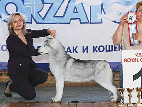 Дарье Козловой, оставившей умирать хаски в багажнике, РКФ пожизненно запретила заниматься собаками