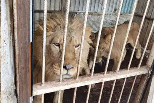 Прокуратура изъяла у москвича африканских львов, медведей и леопарда