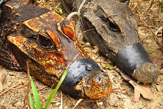 Оранжевые крокодилы охотятся на летучих мышей