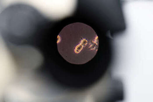 Роспотребнадзор: вирус Нипах циркулирует на территориях азиатских стран