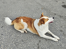 Школьница картинами пытается заработать на спасение собаки в Новосибирске