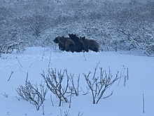 Медведям на Камчатке мешают уснуть лососи
