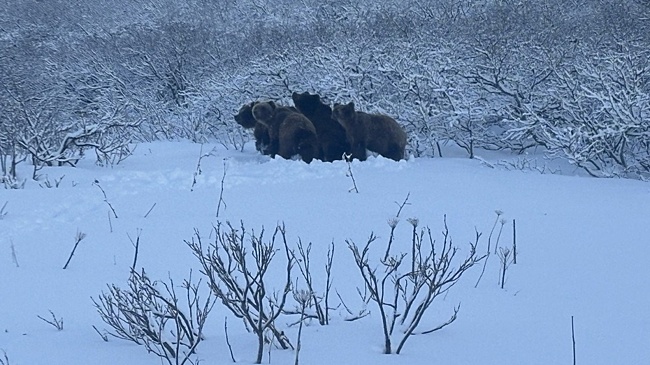 Медведям на Камчатке мешают уснуть лососи