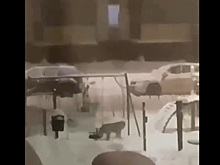 Очевидцы сняли на камеру рысь, прогуливающуюся по детской площадке в Петрозаводске