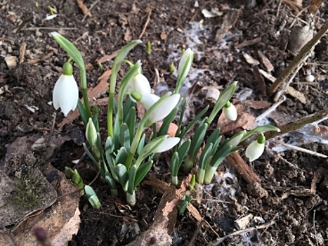 Весна пришла: в Костроме распустились подснежники