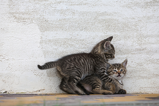 Мужчина в Петербурге устроил стрельбу по кошкам из пневматики
