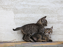 Мужчина в Петербурге устроил стрельбу по кошкам из пневматики