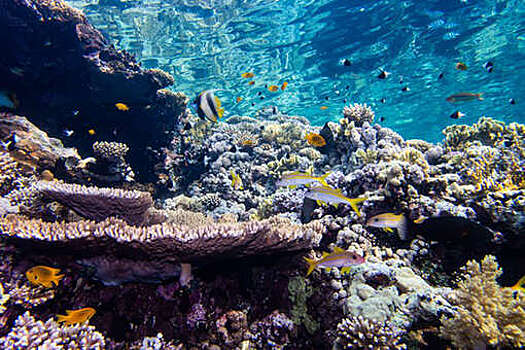 Marine Biology: вокруг искусственных коралловых рифов формируется морская среда