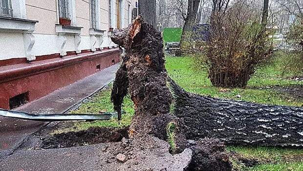 Сильный ветер в Москве повалил 49 деревьев