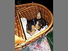 Собака Мера из Волгограда ищет любящих хозяев