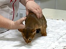 Пензенские ветеринары отметили профессиональный праздник