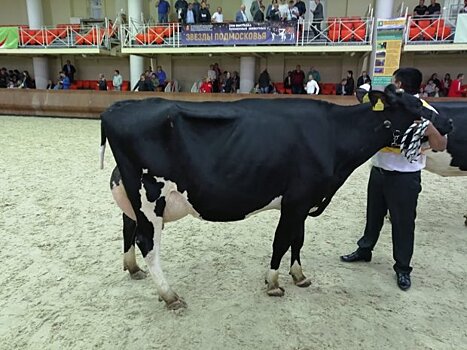 Корова голштинской породы из Луховиц – чемпионка выставки племенных животных