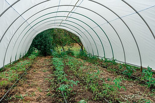 Рентабельность теплиц на Кубани не превышает 30%