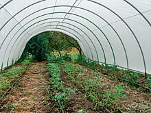 Рентабельность теплиц на Кубани не превышает 30%