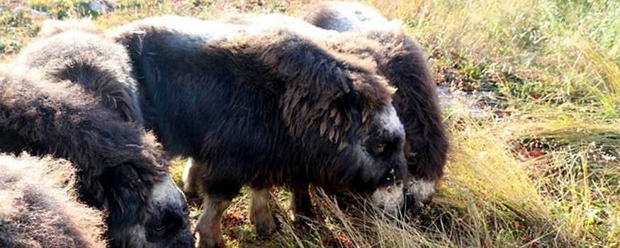 В Магаданскую область из Якутии переселили еще 25 овцебыков