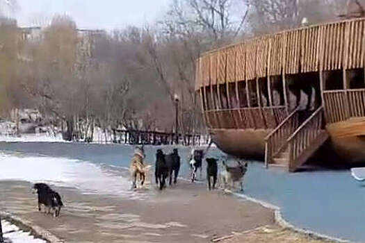 В Таганроге прохожие криками разогнали собак и спасли женщину с ребенком