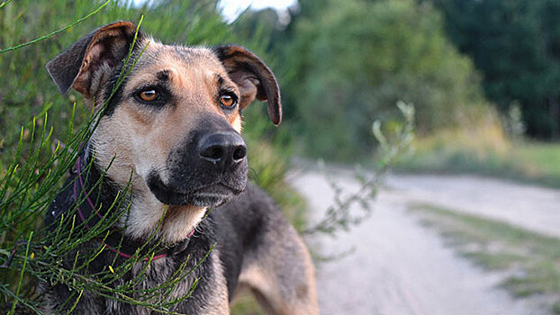 В Рыбинске пес контролирует ход реконструкции местного парка