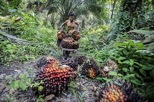 Малайзия и Индонезия грозят бойкотировать продукцию ЕС из-за ограничения использования пальмового масла