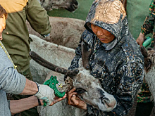 В ЯНАО предложили ввести почетное звание для ветеринаров