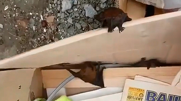 В Волгограде прохожий нашел живых летучих мышей в помойке: видео