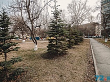 Экологи спасли от вырубки 27 деревьев на площади у драмтеатра