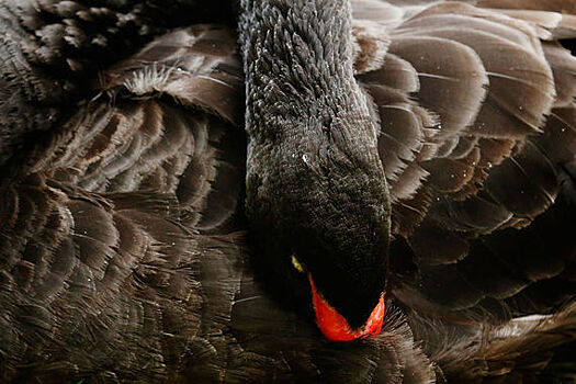 Инвесторы прекращают охоту на «черных лебедей»