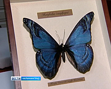 Калининградские музейщики покажут в Петербурге голубую бабочку из янтаря