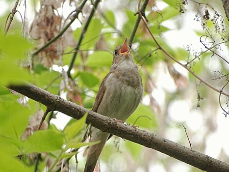 Жителей Подмосковья пригласили на «Соловьиные вечера-2025»