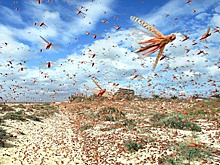 Калмыкию ожидает нашествие саранчи