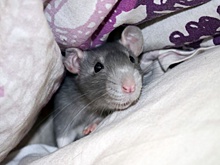 В Индии у крысы из спины проросла соя (ВИДЕО)