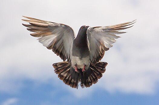 Запускать почтовых голубей научат в орнитологическом кружке на улице Юннатов