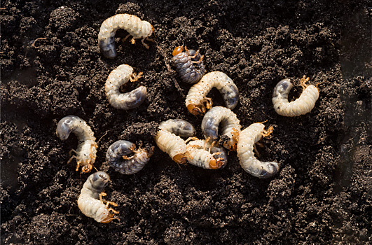 Майский жук: какой вред он наносит и почему надо срочно уничтожать его личинки