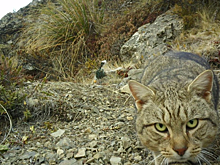 Власти Новой Зеландии включили в список на истребление диких кошек