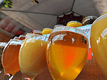 Несладкие перспективы: особенности производства крымского меда