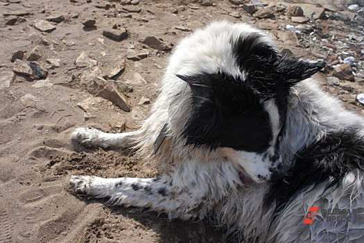 Свердловские собачьи приюты трещат по швам: «Проблема полностью легла на жителей»