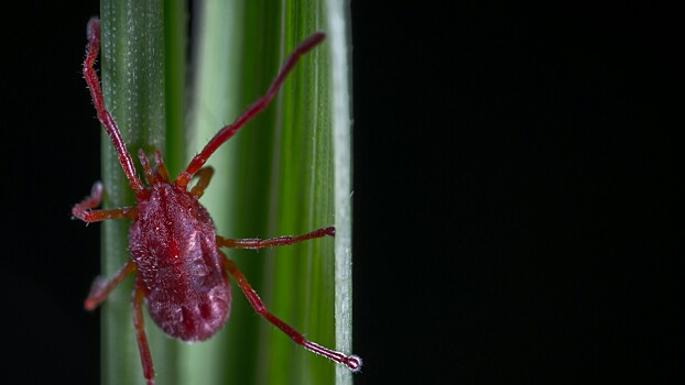 Врач рассказал, как отличить укус зараженного боррелиозом клеща