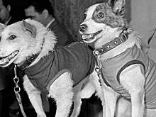 Кто придумал послать в космос собак