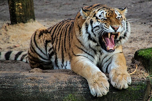 Три цирковых тигра обрели свободу благодаря «Защитникам животных» (ADI)